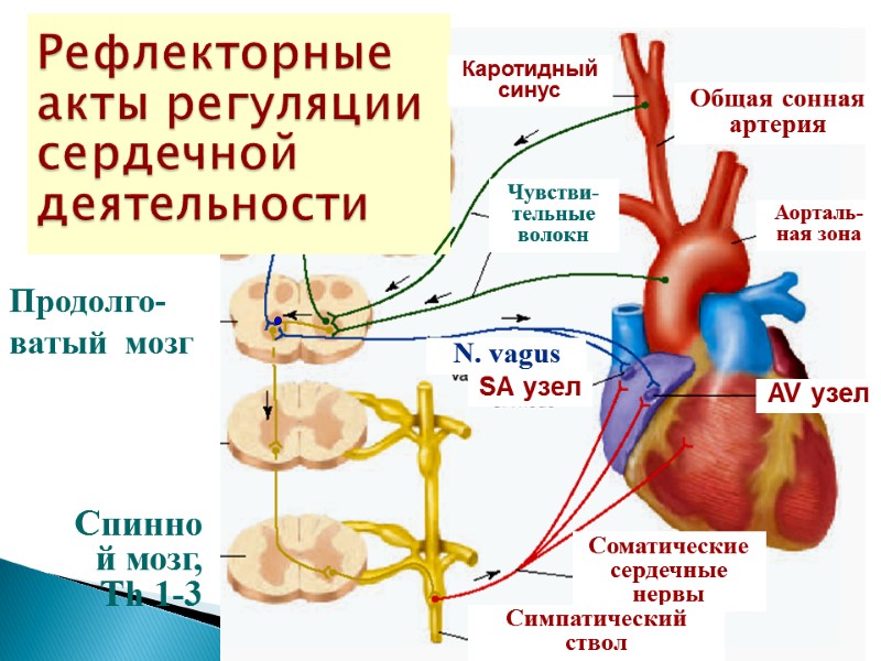 Рефлекторные акты регуляции сердечной деятельности Продолго-ватый  мозг Каротидный синус Общая сонная артерия Аорталь-ная